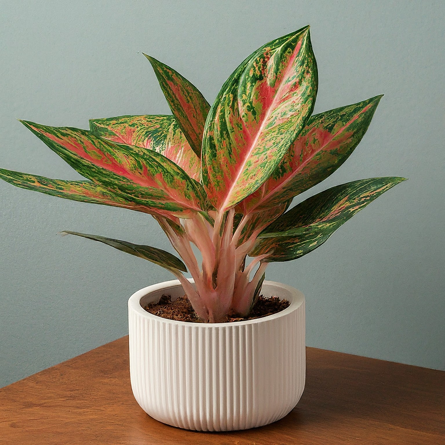Aglaonema lipstick Aglaonema Crete